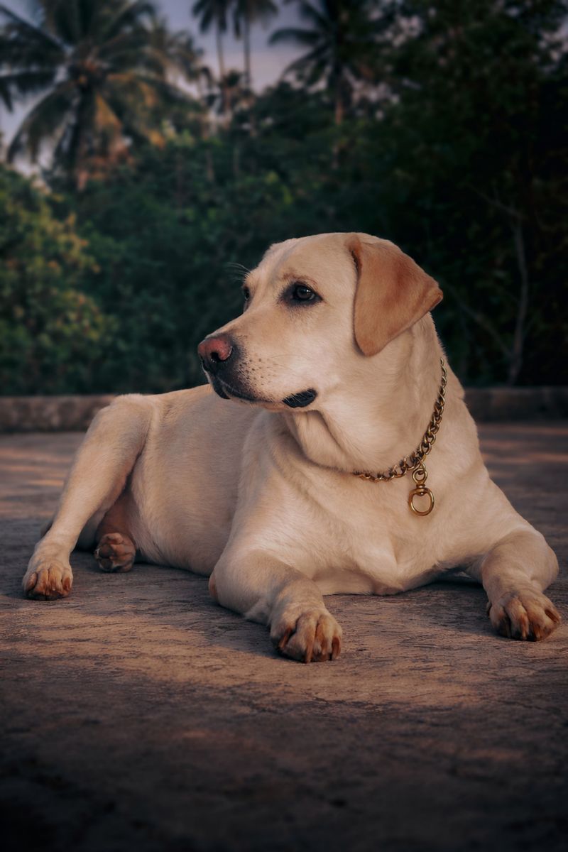 Some dogs handle changing indoor temperatures better than others - Coat and body type can matter 2 Labrador Retriever