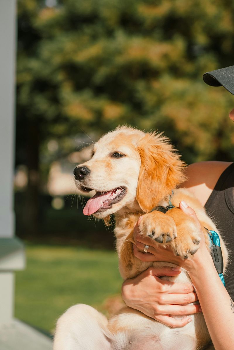 20 Human-Oriented Dog Breeds That Thrive on Close Companionship 3 Golden Retriever