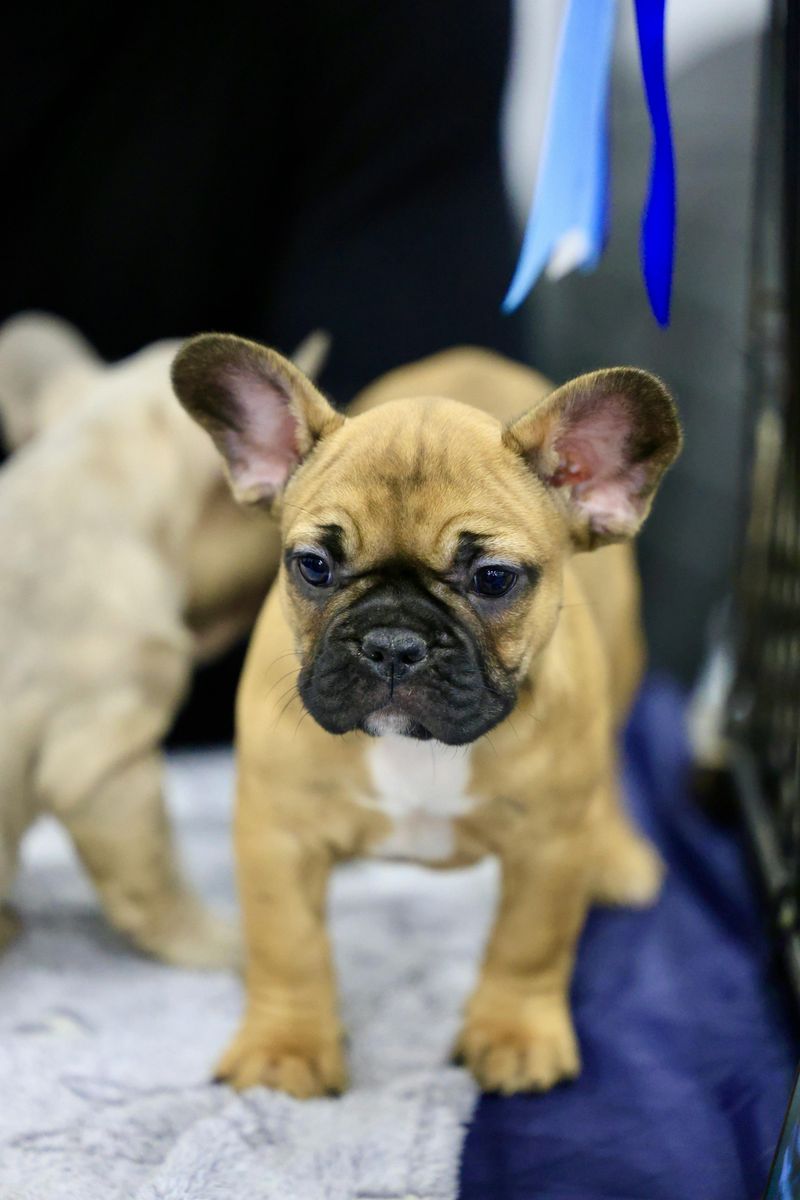 French Bulldog