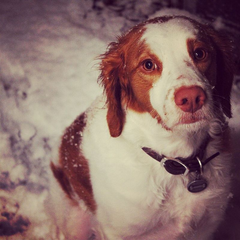 Brittany Spaniel