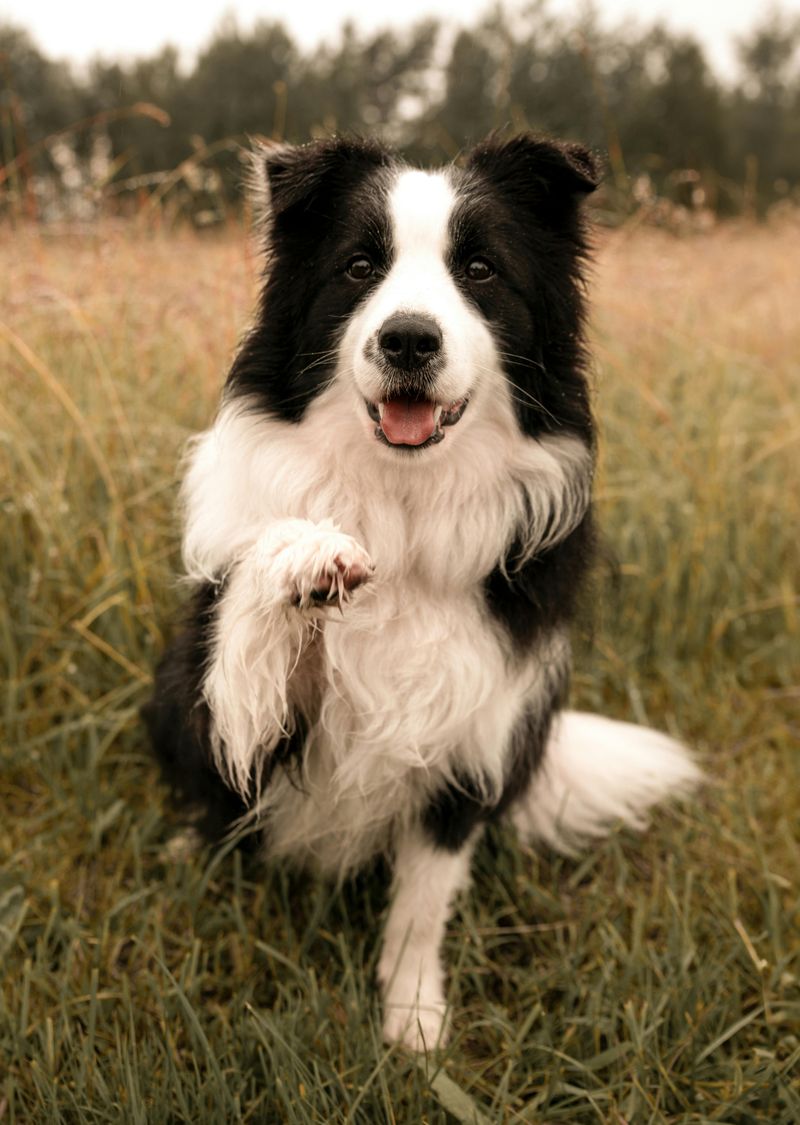 13 adorable dog breeds people underestimate until control becomes a real problem 10 Border Collie