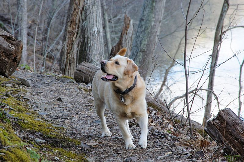 Withdrawal from Family or Other Pets