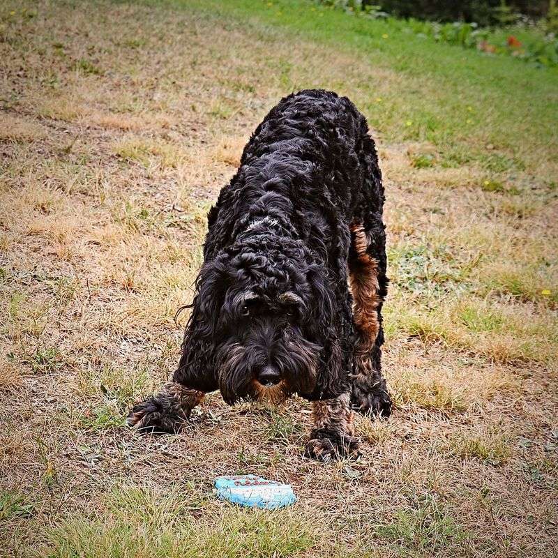 Black Russian Terrier