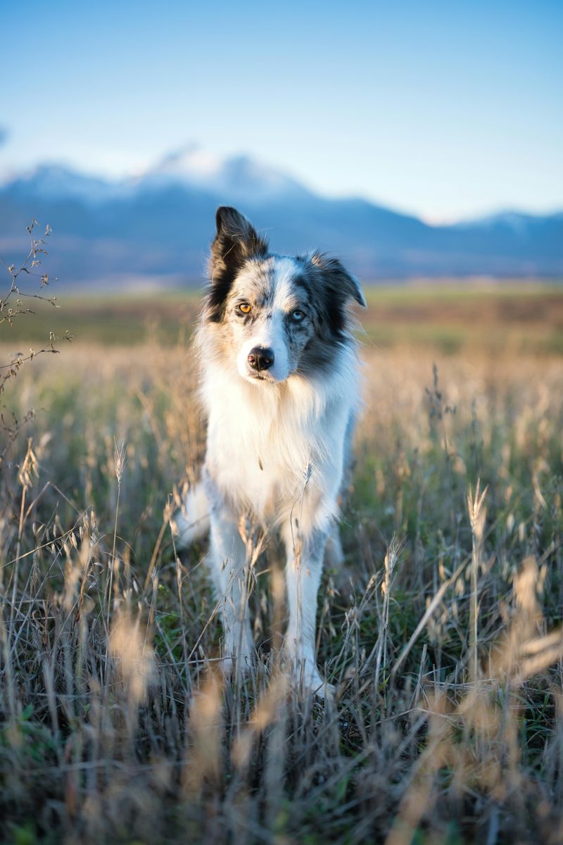 Border Collie