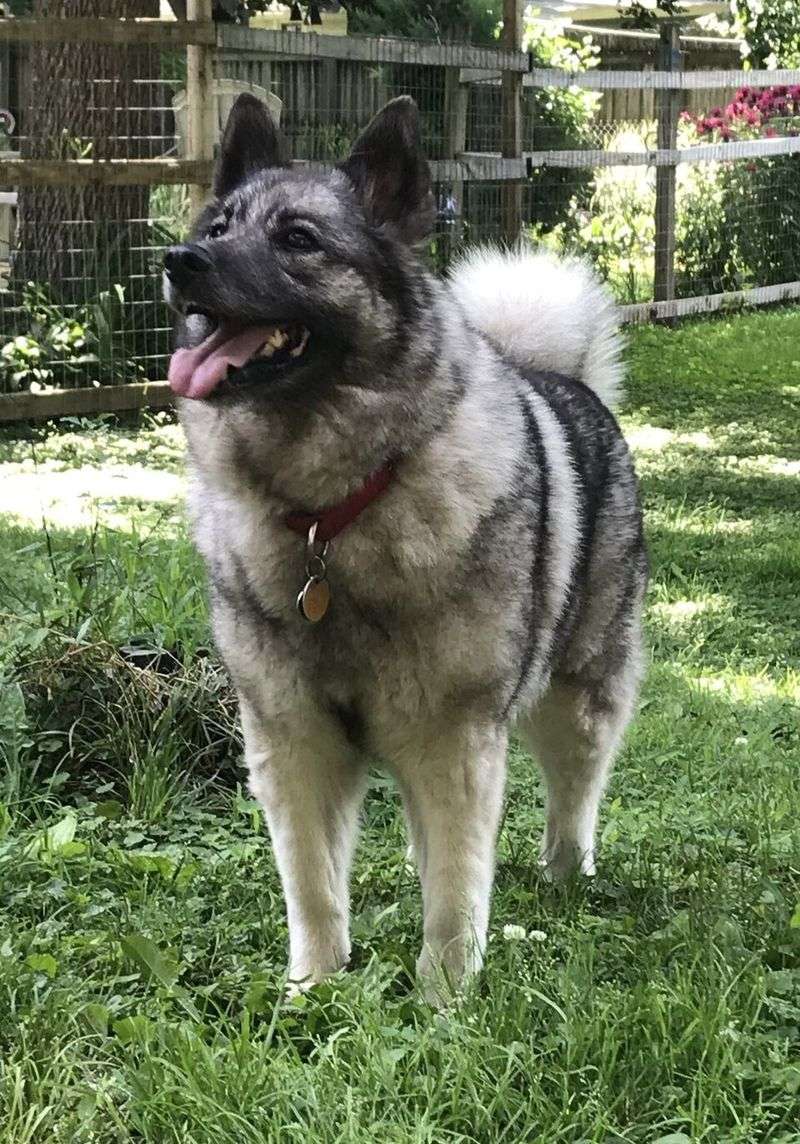 27 Dog Breeds That Closely Resemble Wolves in Looks and Temperament 18 Norwegian Elkhound