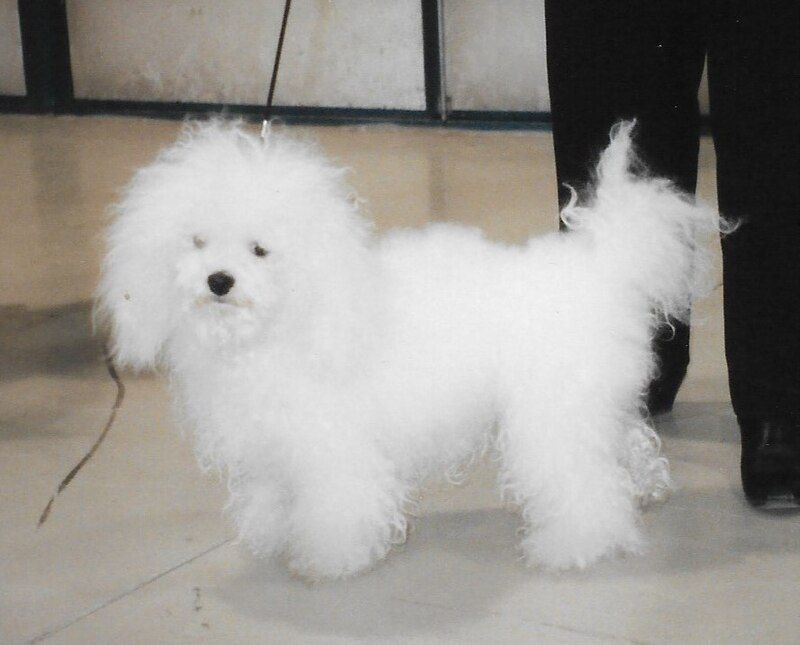 22 Easygoing Dog Breeds Known for Their Gentle Temperaments and Senior Compatibility 22 Bolognese