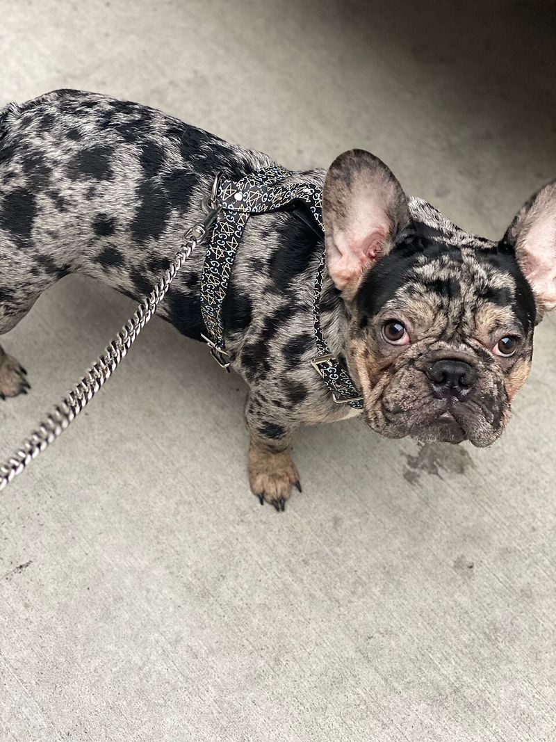 French Bulldog