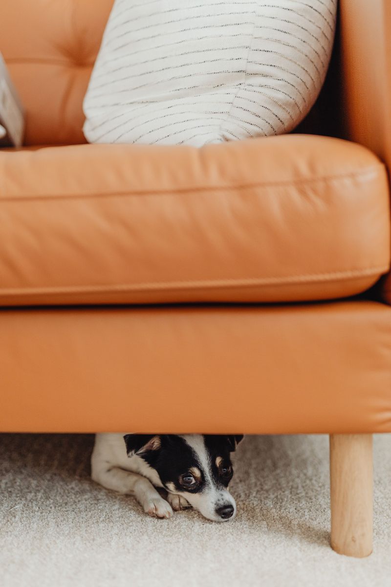 These 10 changes in behavior could be your dog's way of asking for help 3 Hiding more than usual