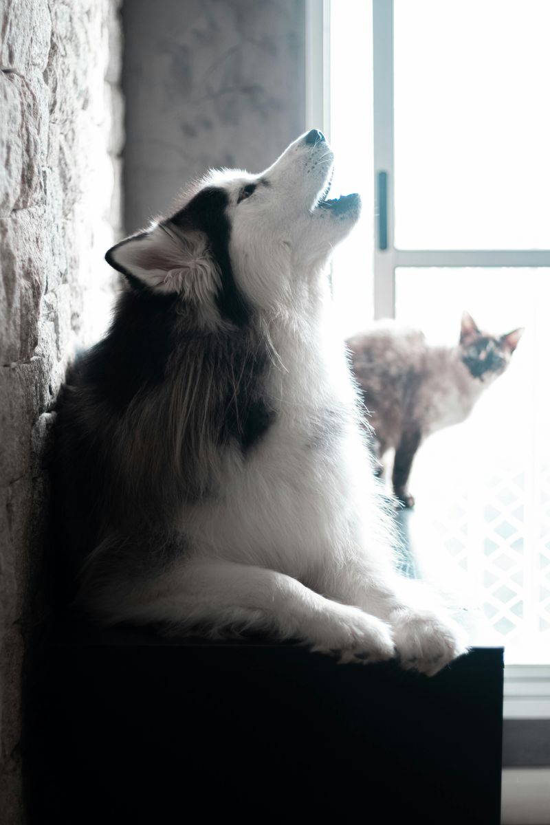 Husky's Howl