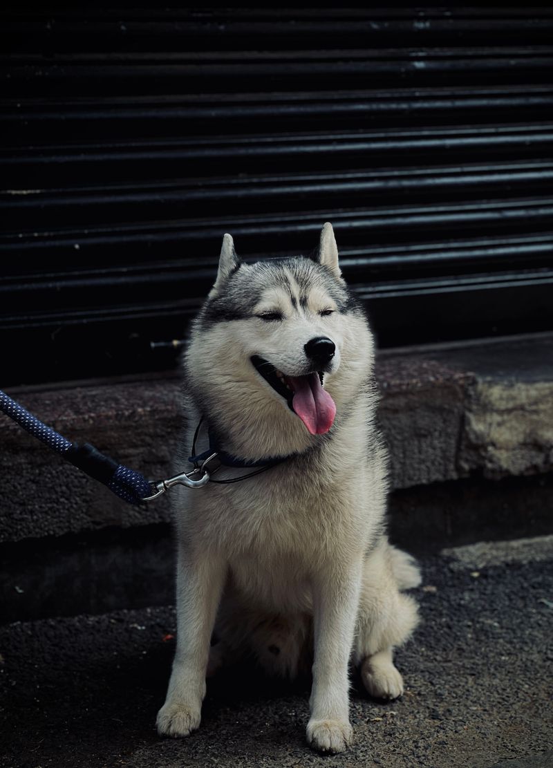 The dog may look perfect - But the daily workload can become exhausting fast 1 Siberian Husky