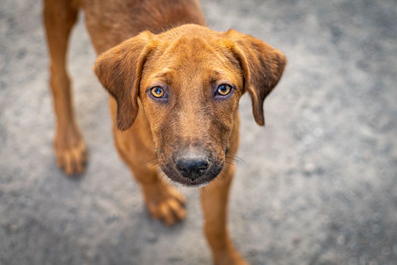 These dog breeds aren't desperate to win you over - and that's exactly why people keep misreading them 9 Rhodesian Ridgeback