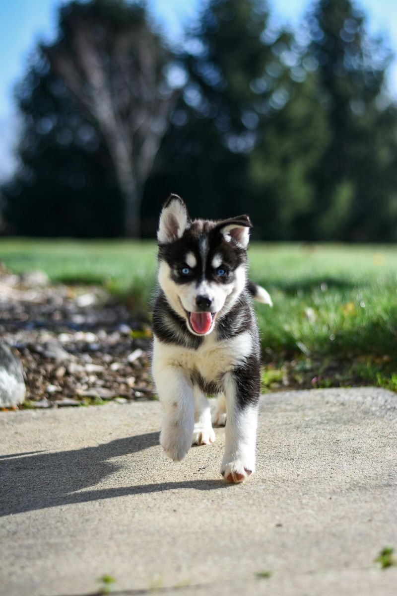 Siberian Husky
