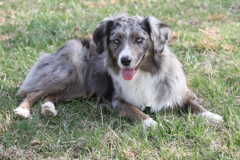 24 Dog Breeds Rapidly Rising in Popularity in 2025 4 Miniature American Shepherd