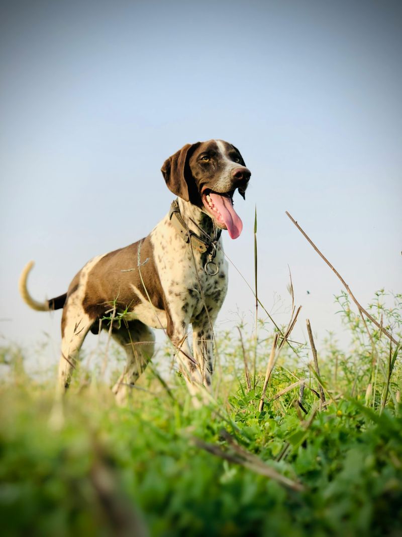 16 breeds that bond through shared outdoor time, not cuddles 3 English pointer