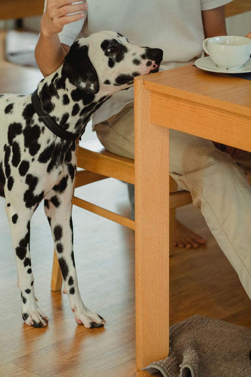 11 breeds that can make daily life more complicated - plus 2 that are often easier for beginners 7 Dalmatian