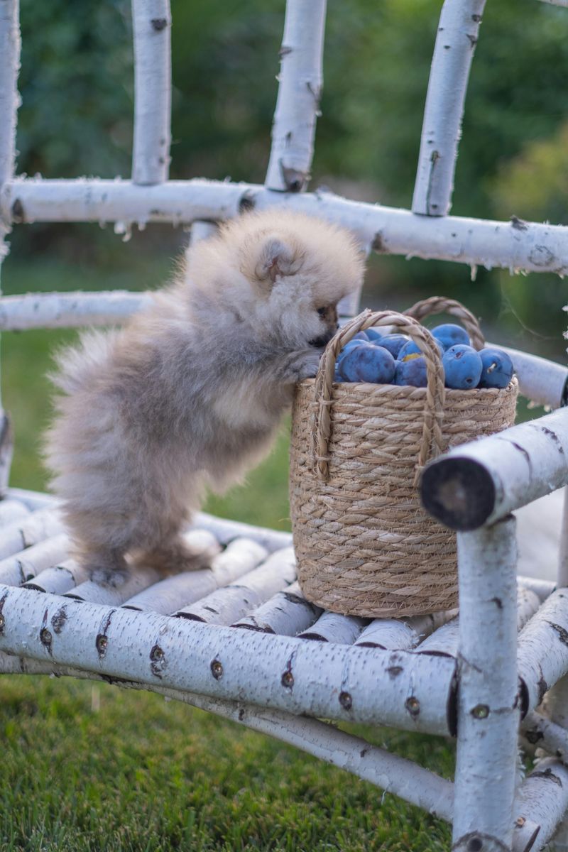 Blueberries