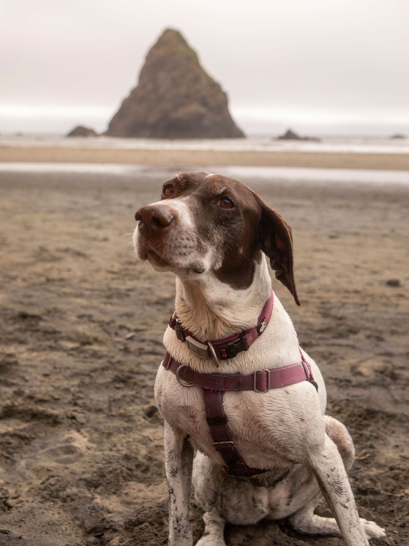 Some dogs can live beautifully with cats - These breeds may make compatibility more complicated 11 German Shorthaired Pointer