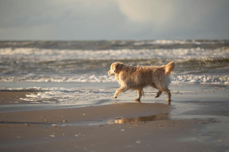 13 top dog breeds you’ll see everywhere in California 4 Golden Retriever