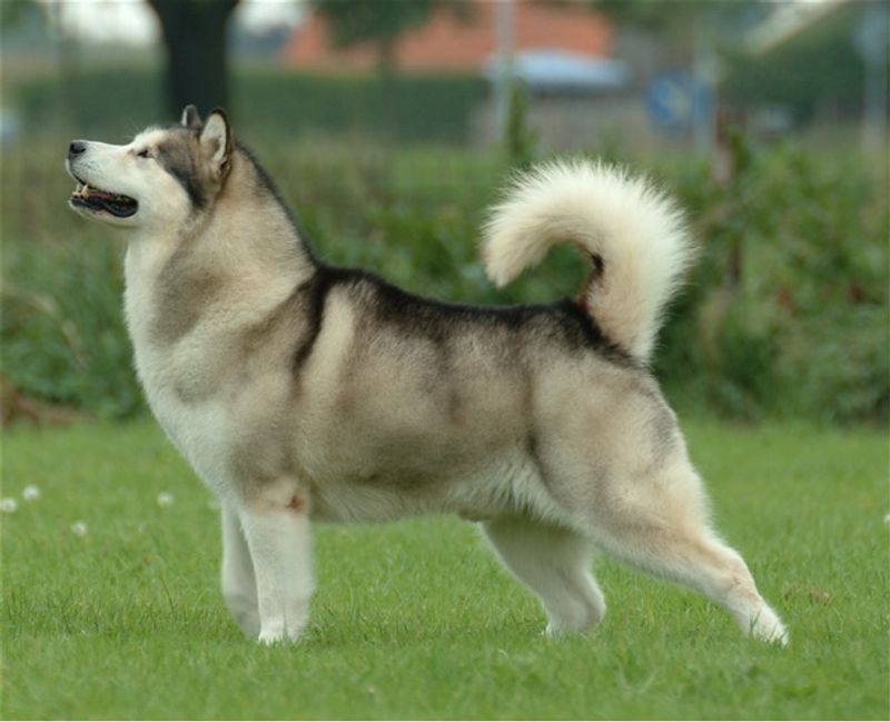 12 breathtaking northern dog breeds with looks straight out of the wilderness 10 Alaskan Malamute
