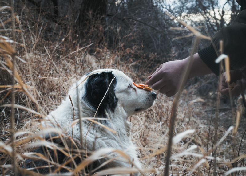 Stop the Jumping: 12 Mistakes That Turn Sweet Dogs Into Guest-Attacking Kangaroos 13 Expecting Self-Control Without Teaching It