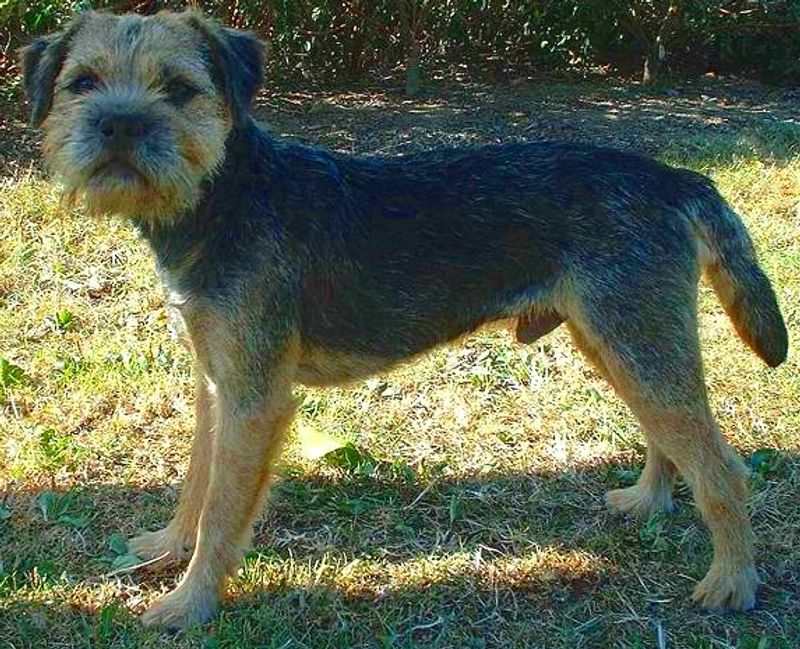 Choosing a dog for the next decade changes which breeds suddenly make sense 9 Border Terrier