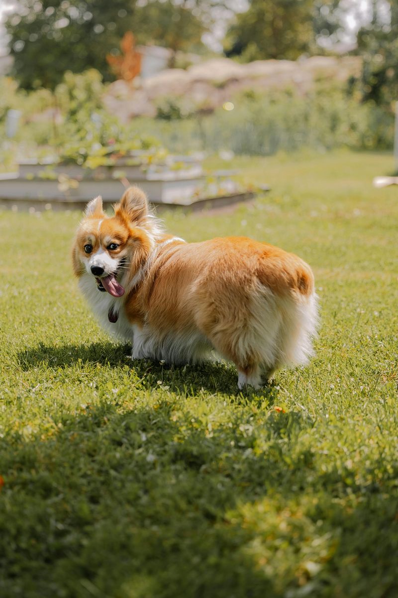 Pembroke Welsh Corgi