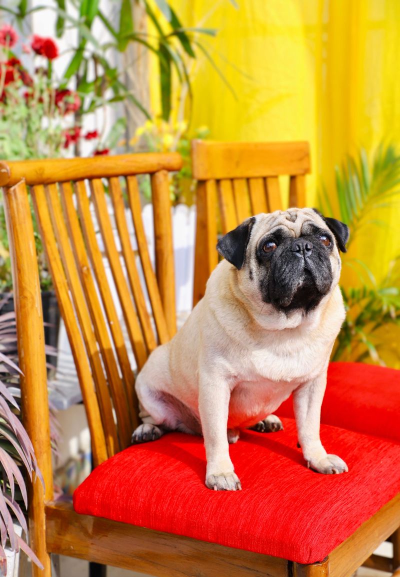 11 dog breeds that may fit a slower daily routine - plus 2 that suit more active retirees 5 Pug