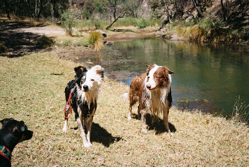 Everyone else believes you're fine - These dogs may be paying attention to the clues you can't hide 2 Border Collie