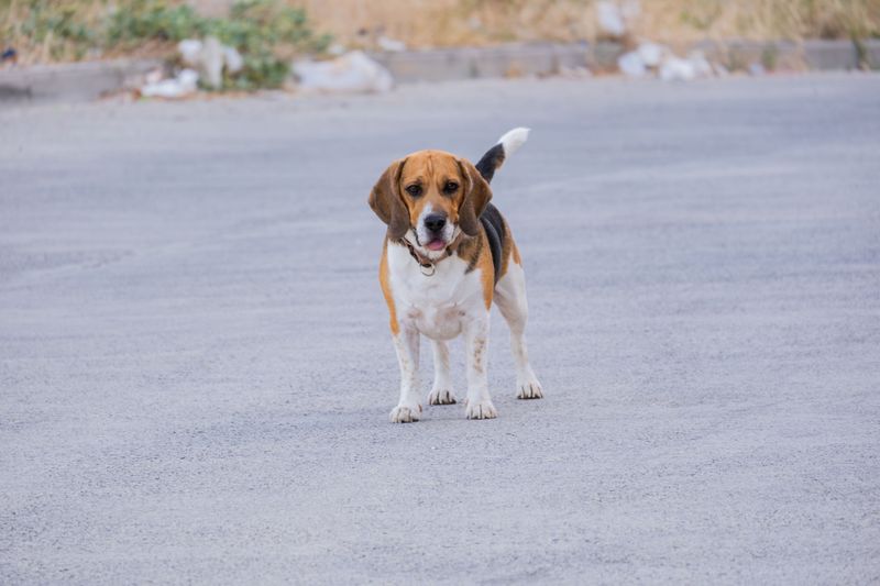 Friendly personalities come naturally to these welcoming dog breeds 6 Beagle