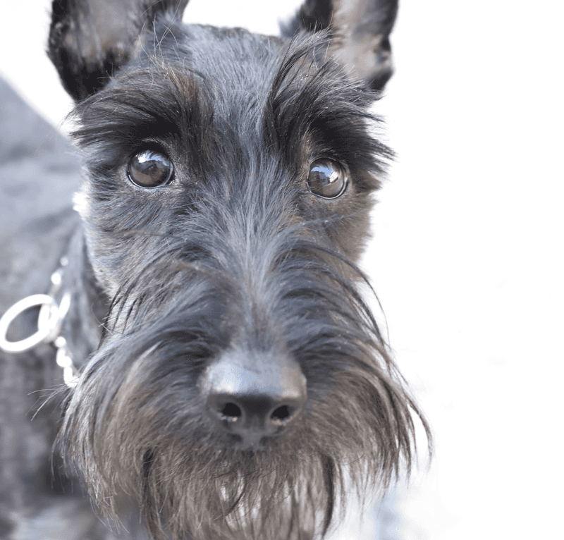 Scottish Terrier