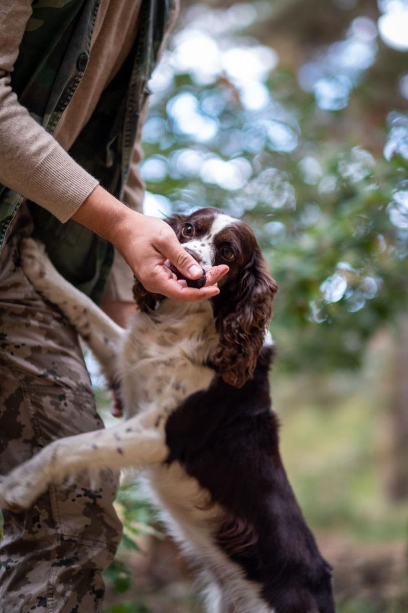 19 Meaningful Ways Dogs Help Improve Our Emotional Health 9 Giving Purpose to Owners