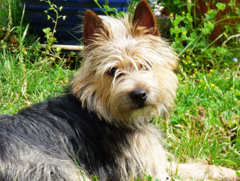 Cairn Terrier