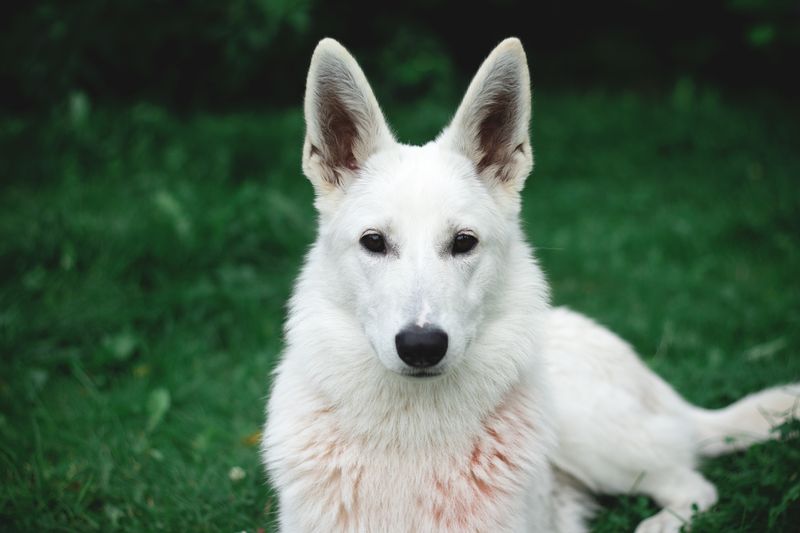 Canaan Dog