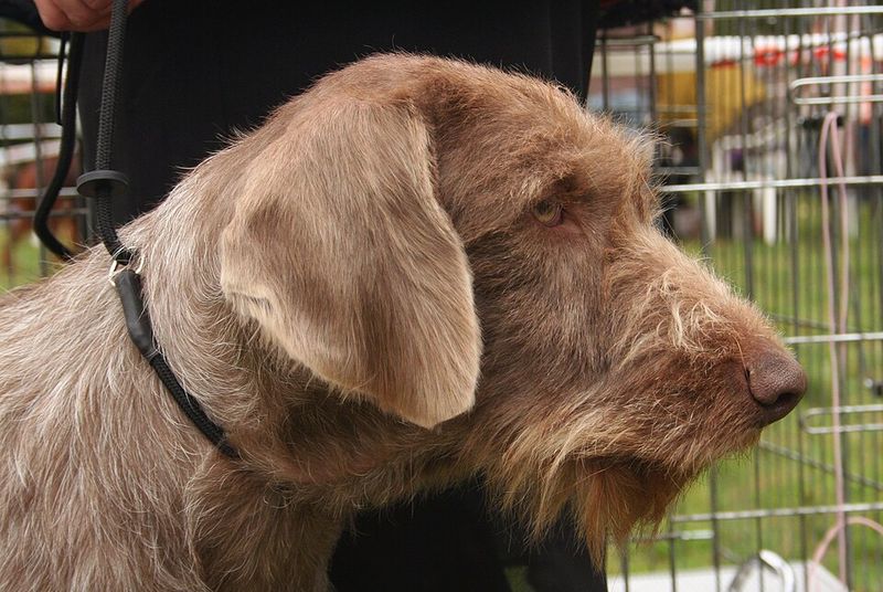 Slovakian Wirehaired Pointer