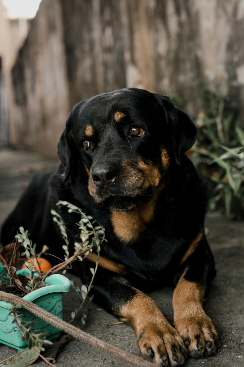 10 shelter dogs people keep passing by, plus 4 everyone wants instantly 8 Rottweiler