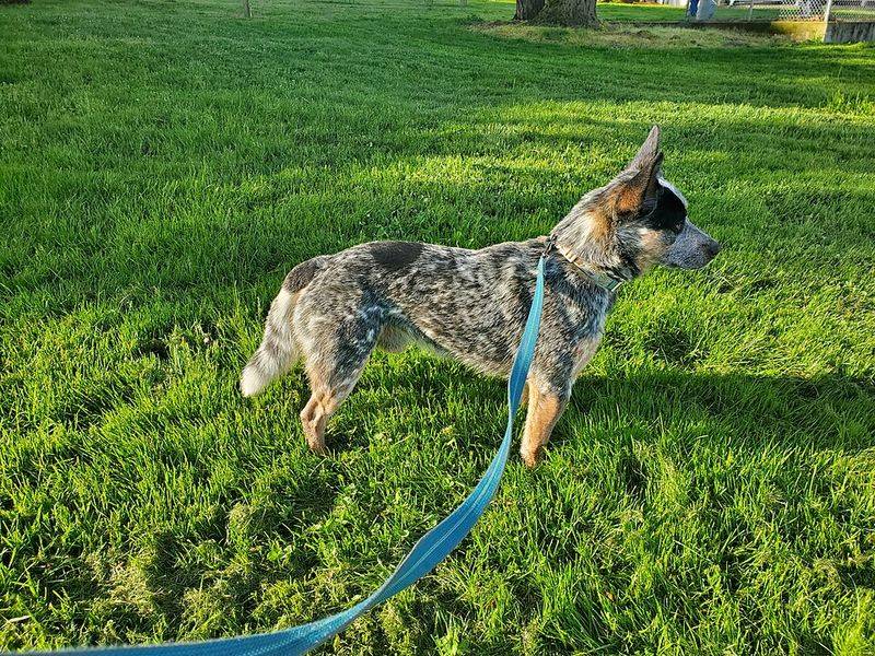 Australian Cattle Dog