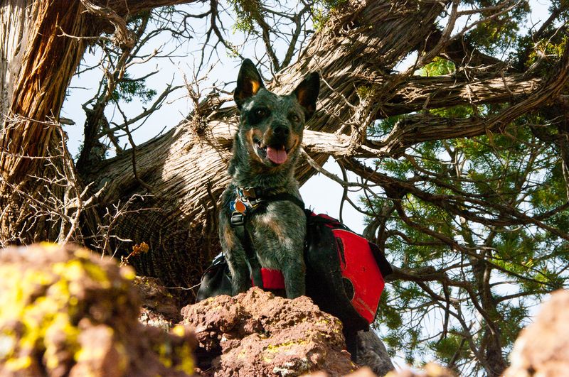 10. Best Suited for Active Owners