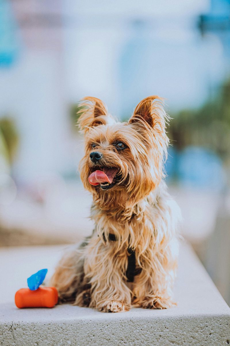 Yorkshire Terrier