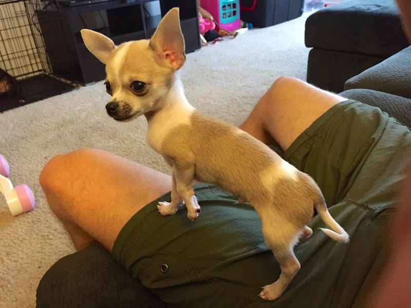 Chihuahua
