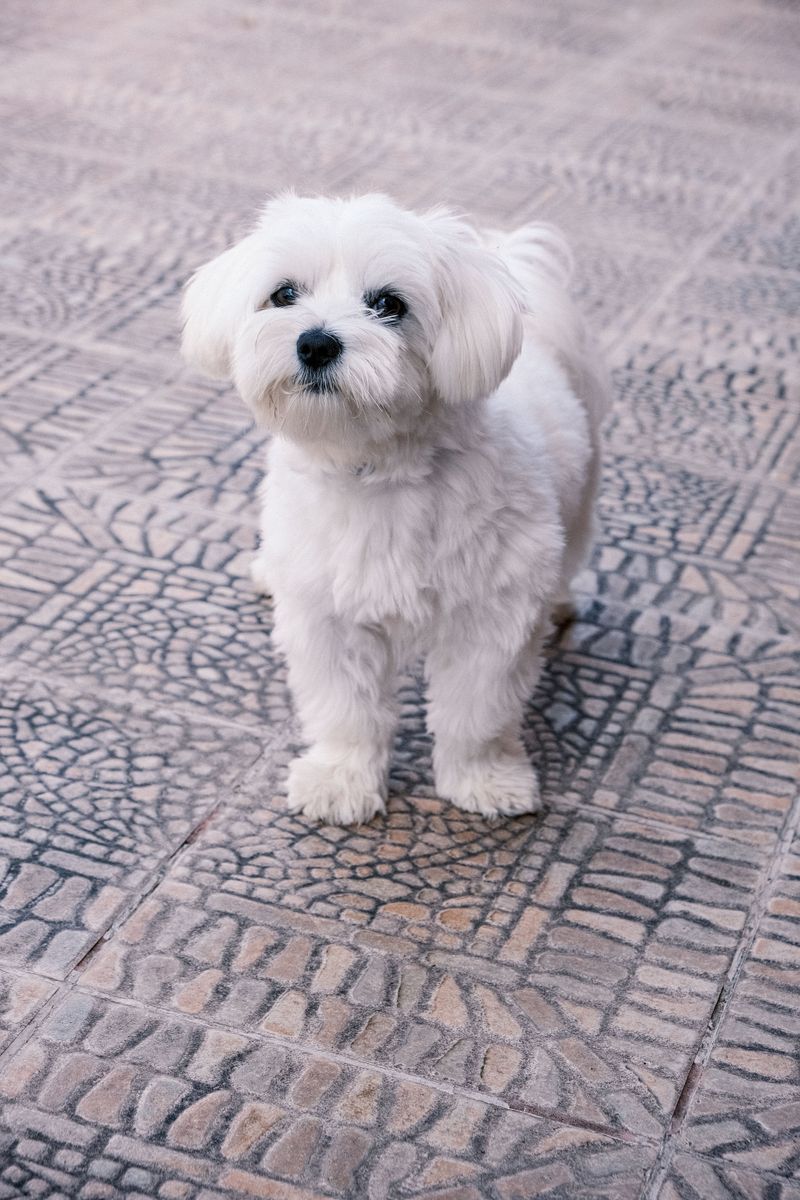 A Maltese may steal your heart - but these 10 realities come with the package 5 Small size means greater injury risk