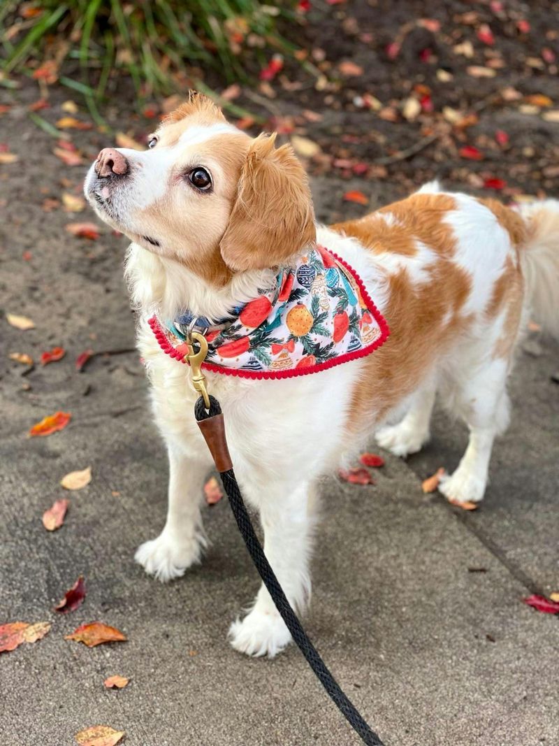 16 breeds that bond through shared outdoor time, not cuddles 5 Brittany