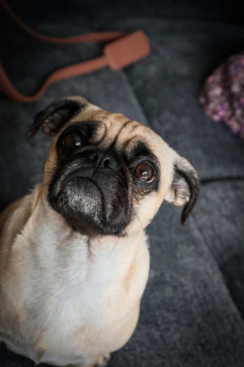 Pug