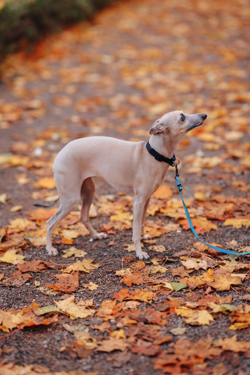 Some dogs need a household full of action - These breeds can make quiet living feel complete 3 Whippet