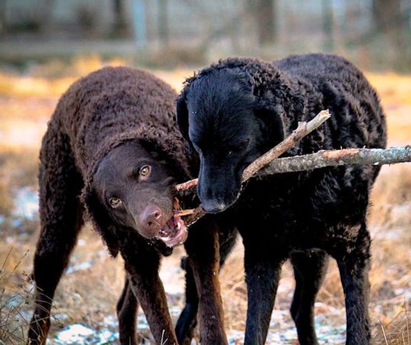 Curly-Coated Retriever 