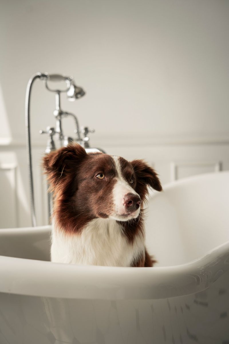 If your dog hates baths, these 9 changes make grooming day peaceful again 5 Practice Without Any Water