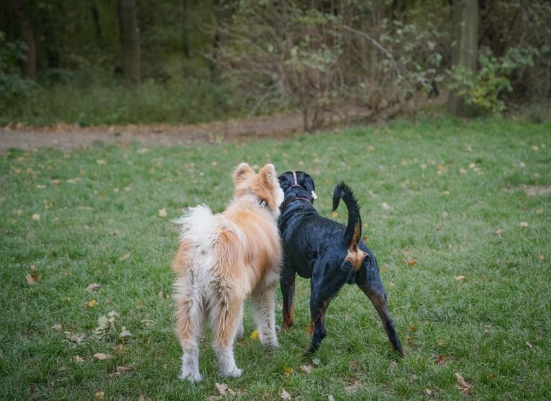 17 Simple Gestures That Strengthen Your Bond with Your Dog 15 Letting Them Meet New Dogs and People Safely