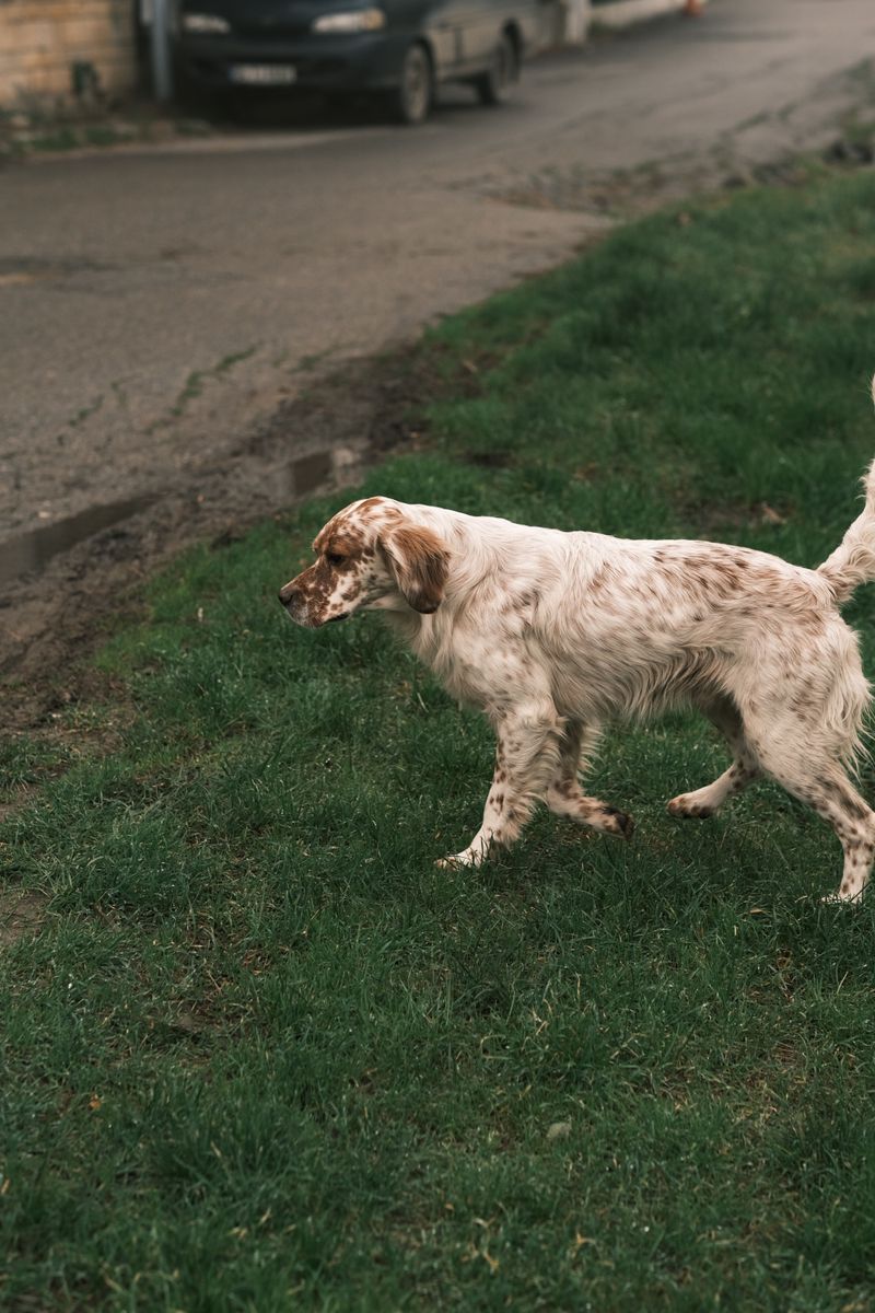 English Setter