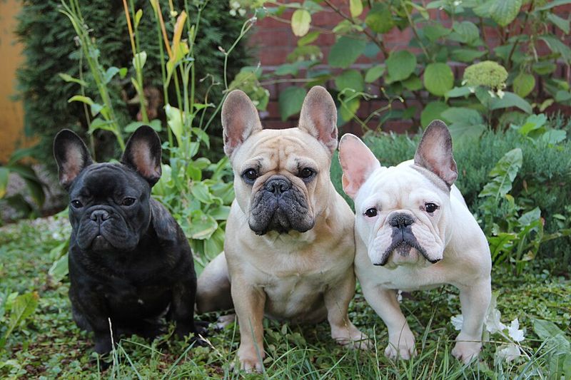 Big dog lovers may want to reconsider after meeting these 12 surprisingly impressive little breeds 9 French Bulldog