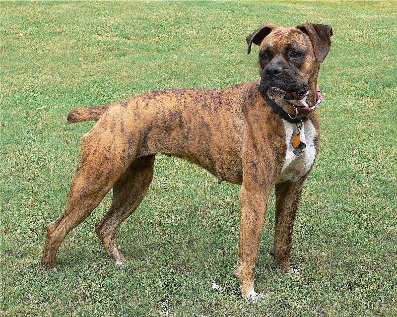 10 breeds that thrive when they feel included - plus 4 that value considerably more independence 2 Boxer: The Family's Playful Sidekick