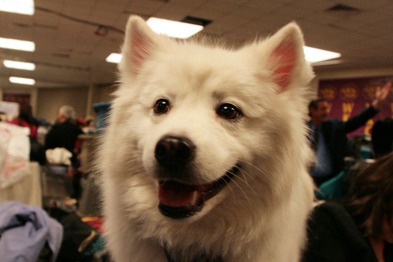 Gained popularity as circus performers in early 20th-century America